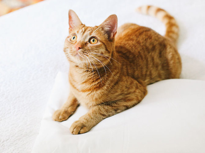 How to Fold a Fitted Sheet
