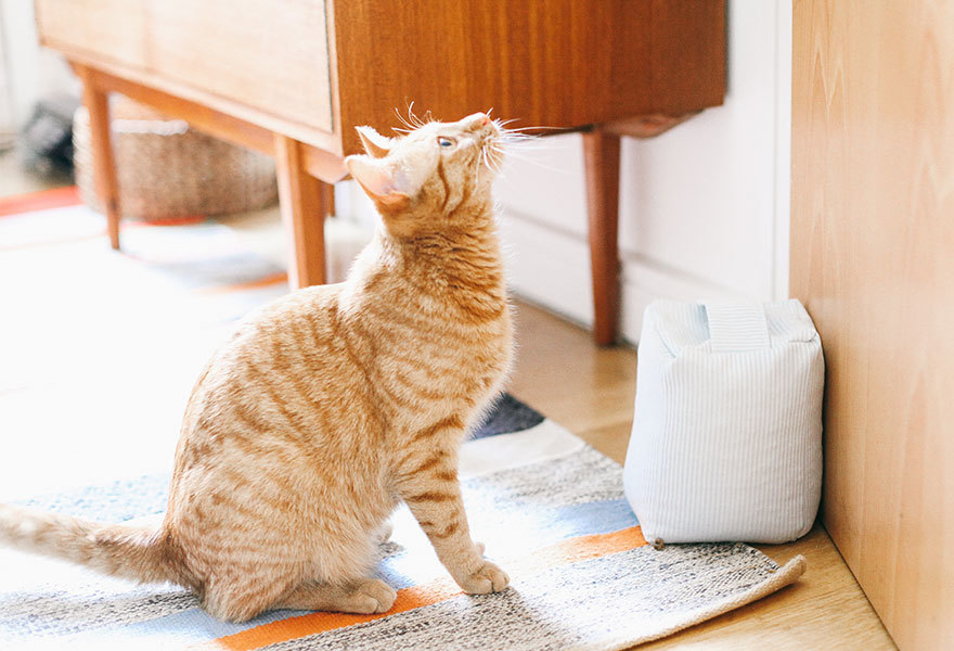 pillowcase-doorstop-cat.jpg#asset:5521