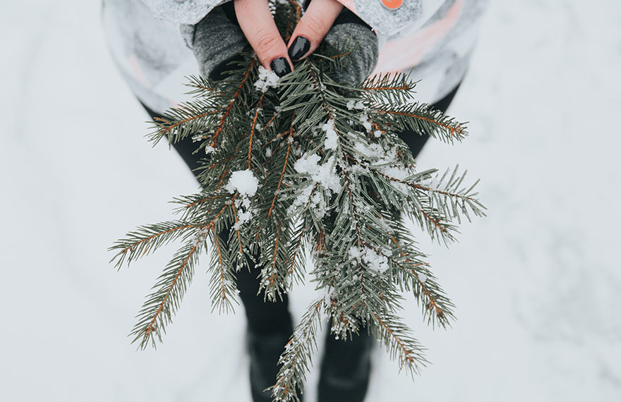 Fresh pine branches Fresh pine branches