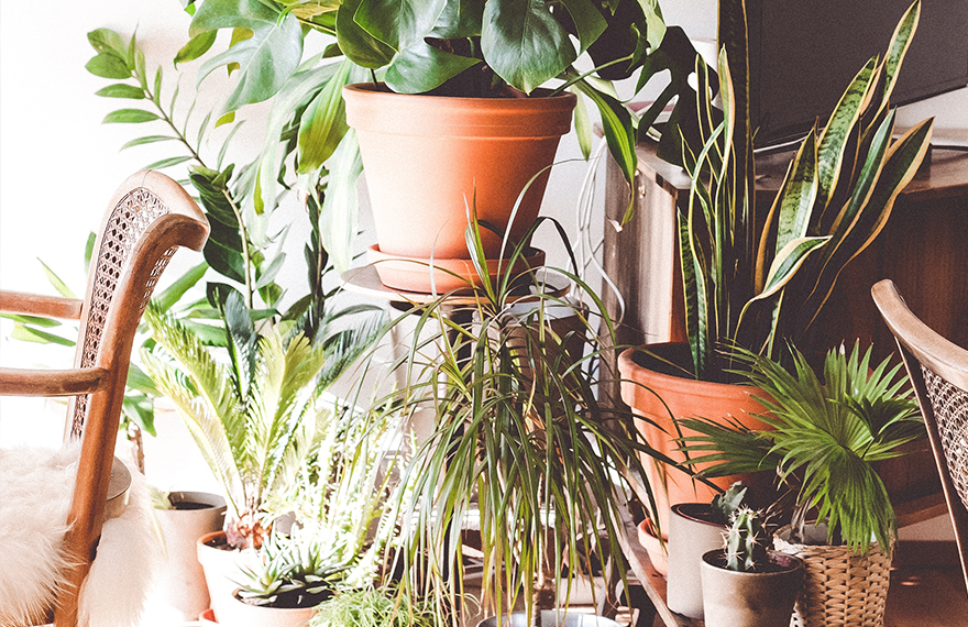 House plants House plants