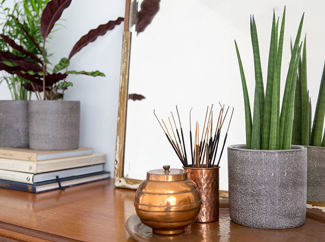 The Best House Plants for your Bedroom