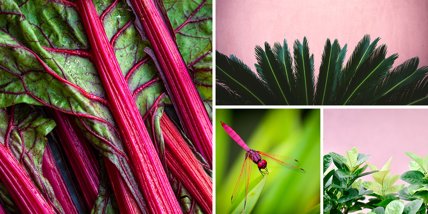 Collage of Pink and Green Images
