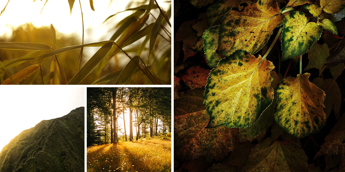 Collage of Green and Gold Images