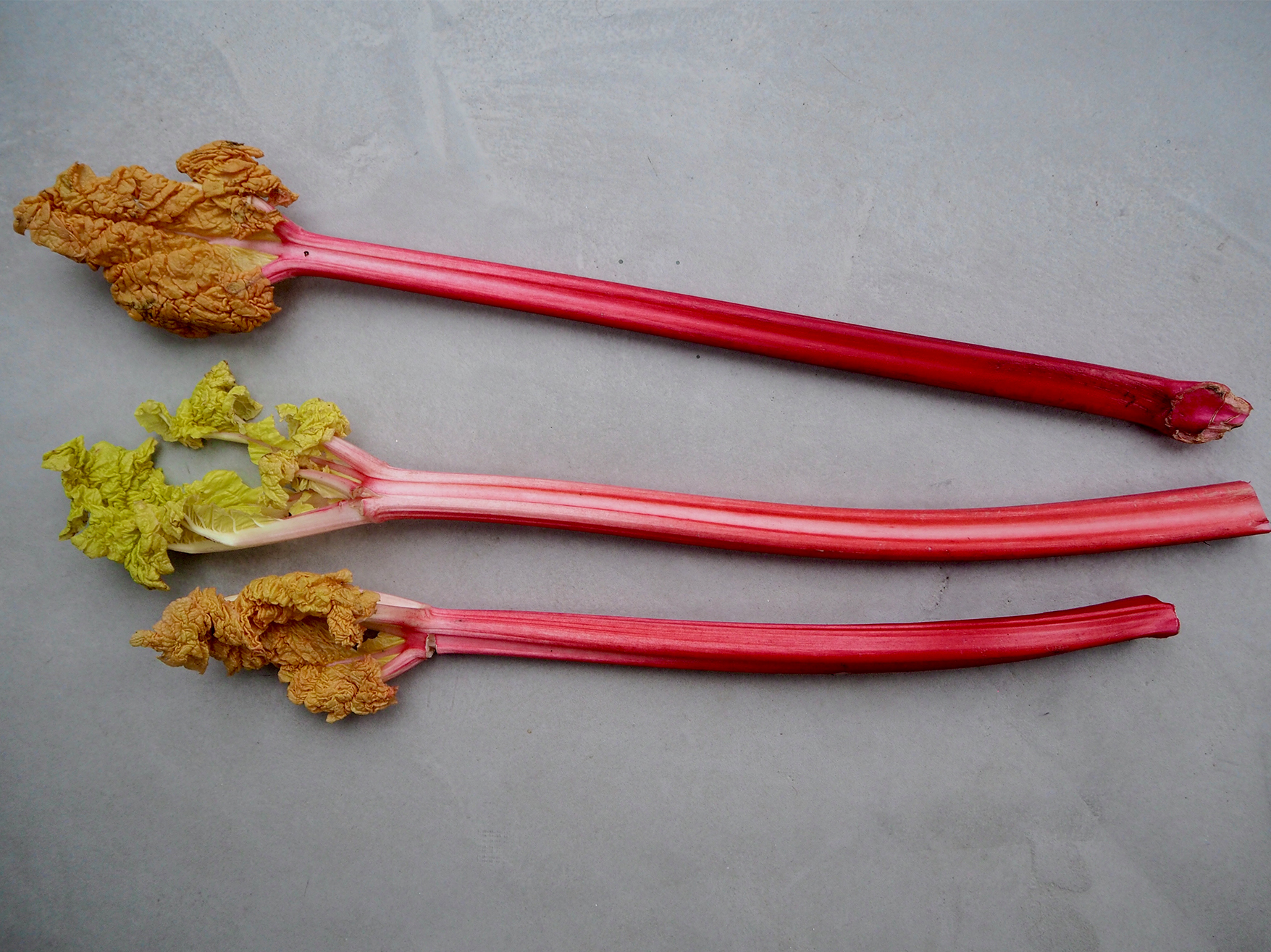 Rhubarb Stalks