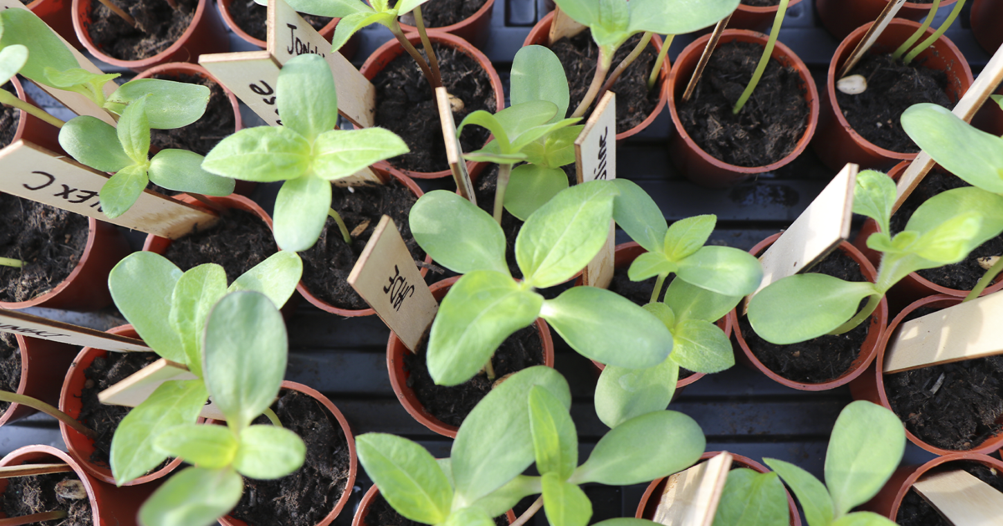 How to win Sunflower Growing Contests Secret Linen Store